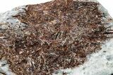 Golden-Brown, Radiating Astrophyllite - Kola Peninsula, Russia #255090-1